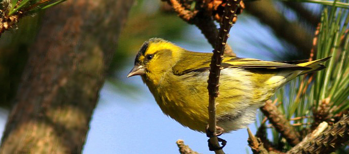 Eurasian Siskin