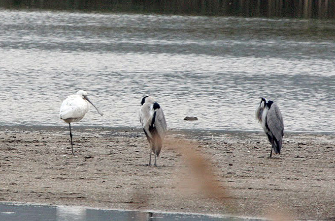 Eurasian Spoonbill