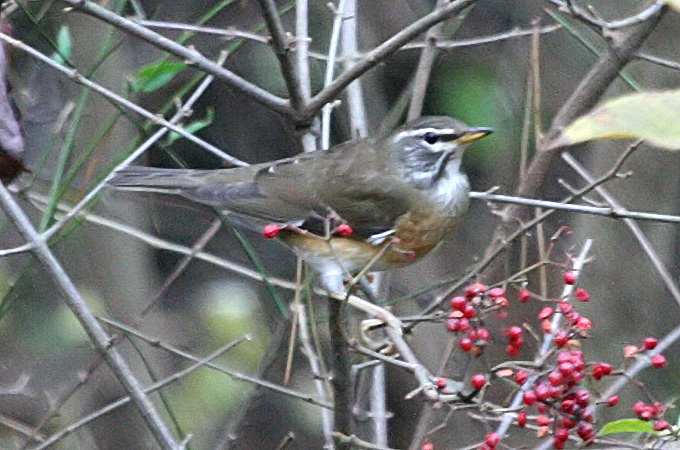 Eyebrowed Thrush