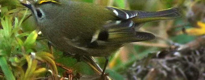 Goldcrest