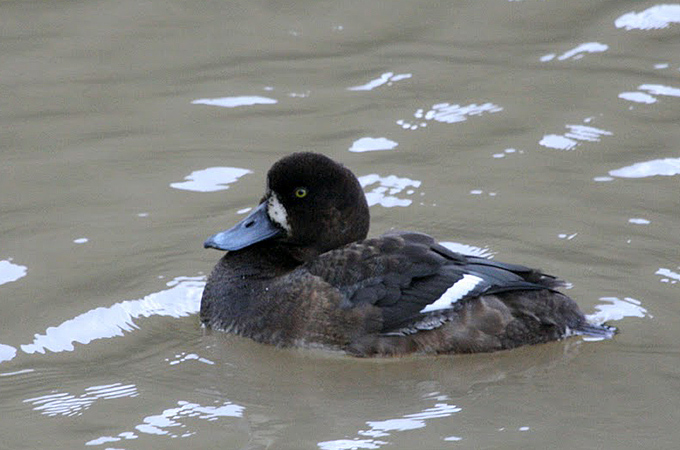 Greater Scaup