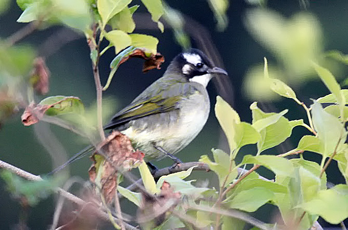 Light-vented Bulbul