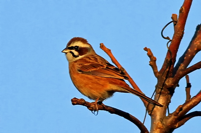 Meadow Bunting