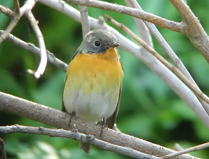 Mugimaki Flycatcher