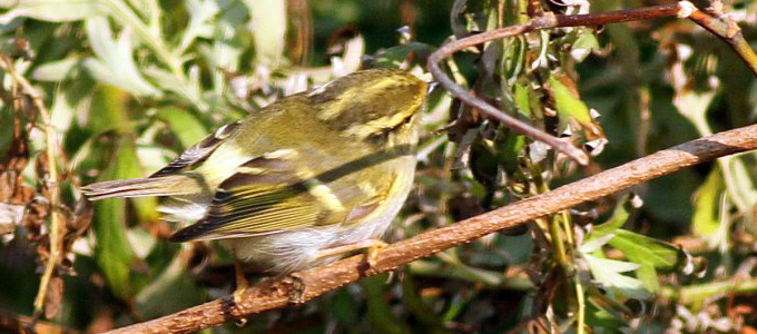 Pallas’s Leaf Warbler