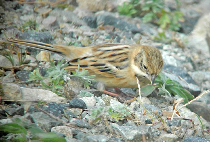 Pallas’s Reed Bunting