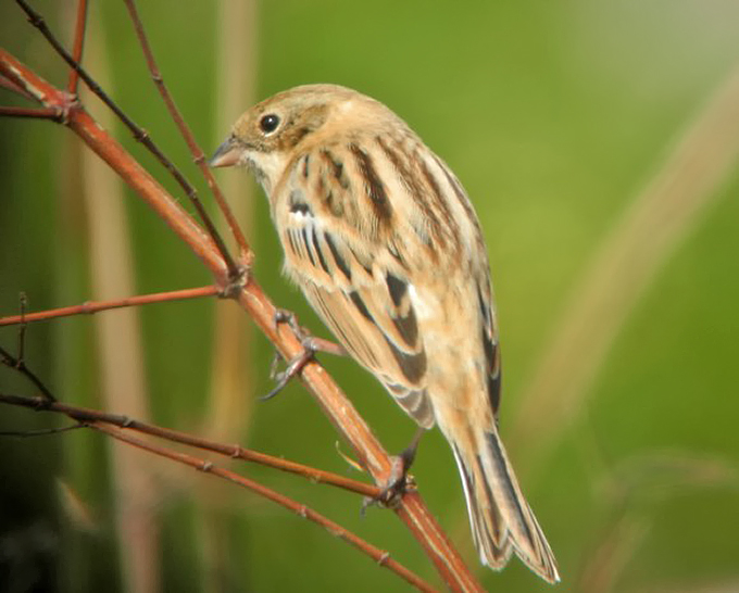 Pallas’s Reed Bunting