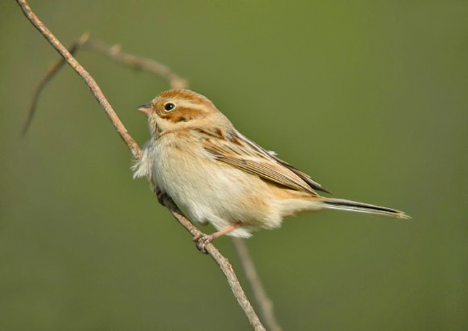 Pallas’s Reed Bunting