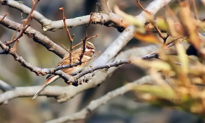 Pine Bunting