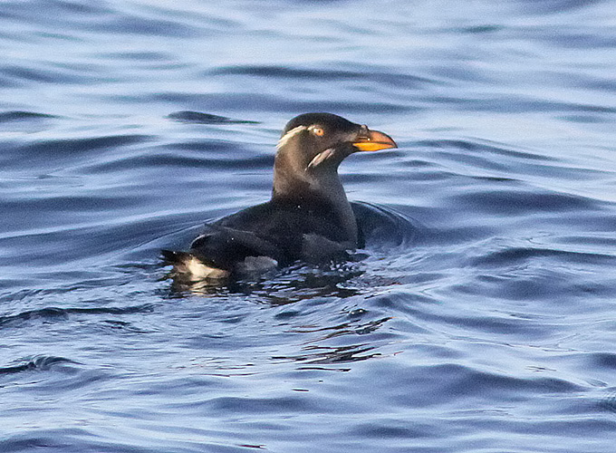 Rhinoceros Auklet