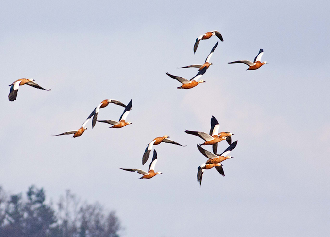 Ruddy Shelduck