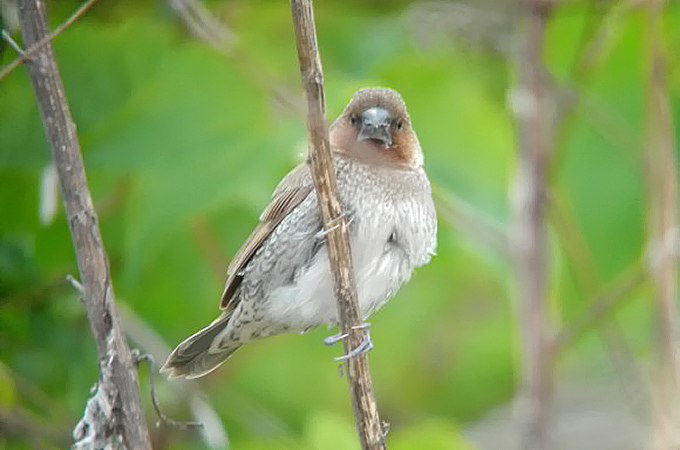 Scaly-breasted Munia