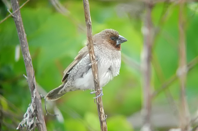 Scaly-breasted Munia