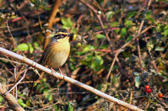 Siberian Accentor