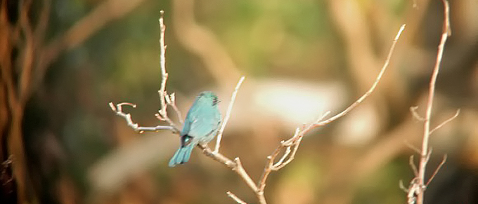 Verditer Flycatcher
