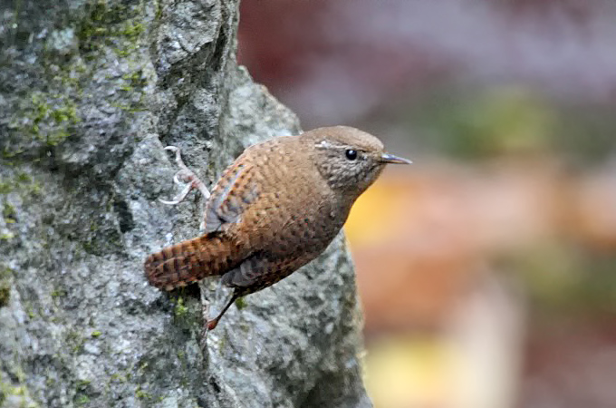 Winter Wren