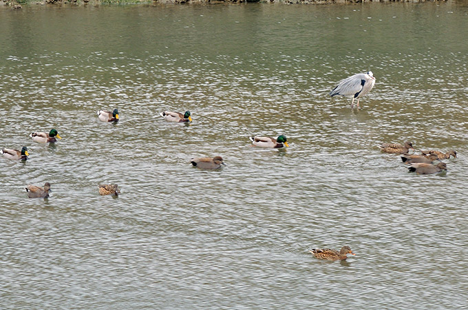 Birds