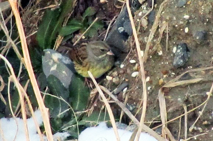 Black-faced Bunting