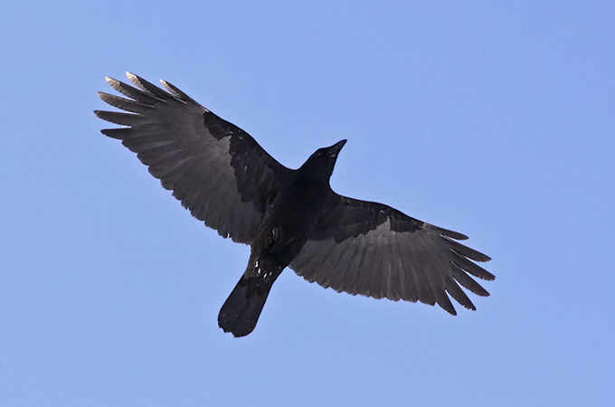 Carrion Crow