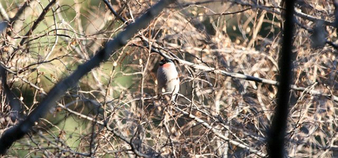 Eurasian Bullfinch
