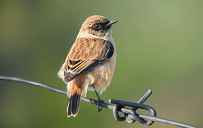 Stonechat