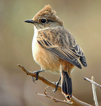 Stonechat