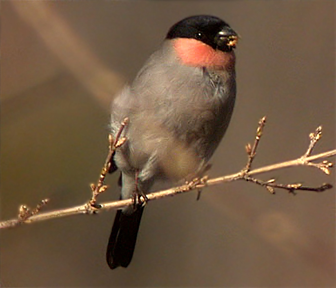 Bullfinch griseiventris