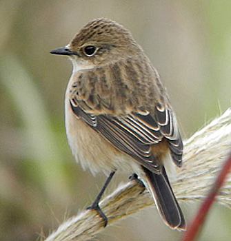 Stonechat