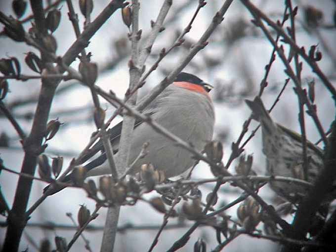 Bullfinch male griseiventris