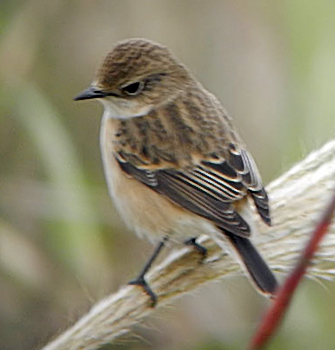 Stonechat