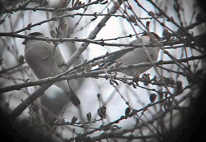 Bullfinch