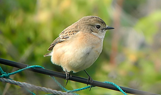 Stonechat