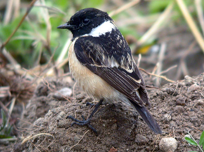 Stonechat