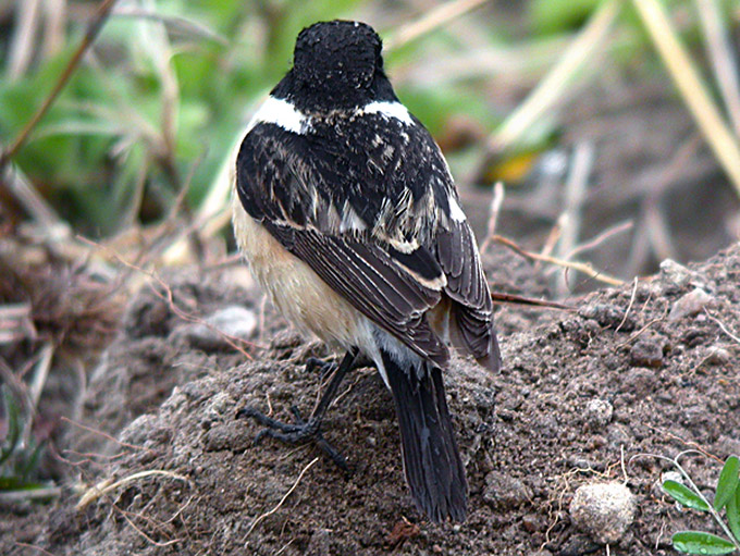 Stonechat