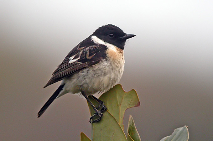 Stonechat