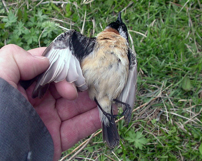 Stonechat
