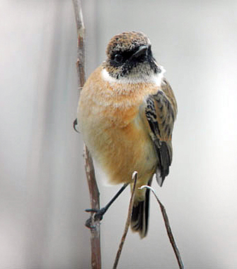 Stonechat