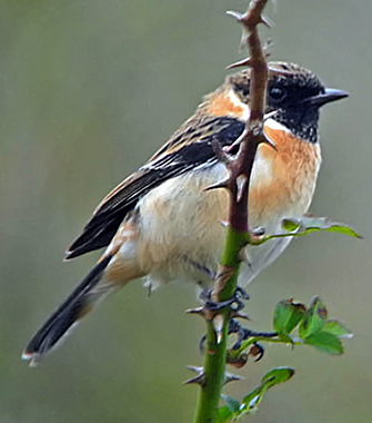 Stonechat