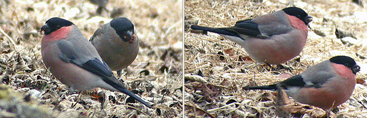 Bullfinch rosacea