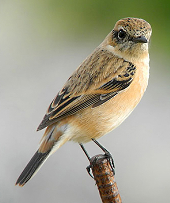 Stonechat