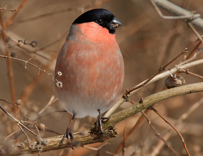 Bullfinch rosacea