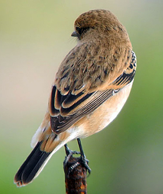 Stonechat