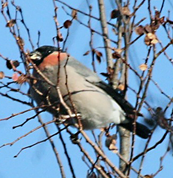 Bullfinch griseiventris or rosacea