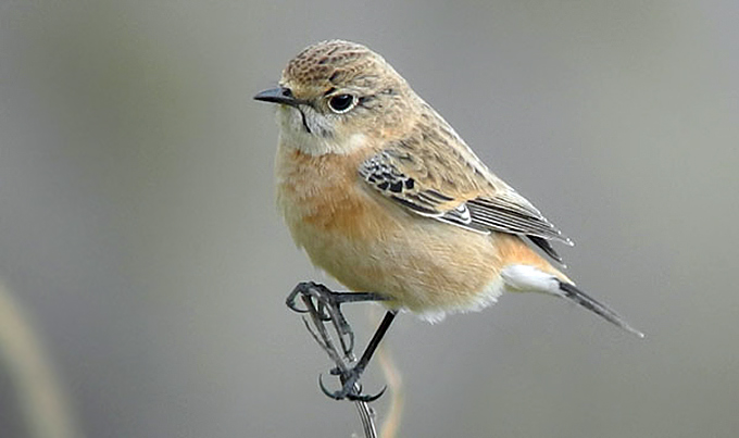 Stonechat