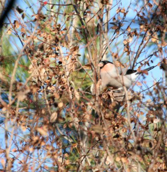Bullfinch griseiventris or rosacea