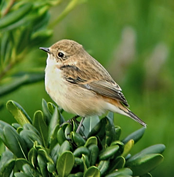 Stonechat