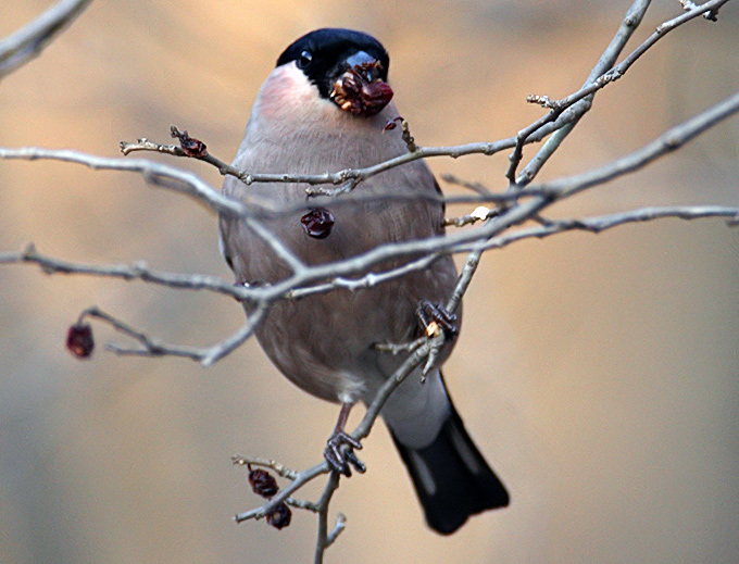 Bullfinch rosacea