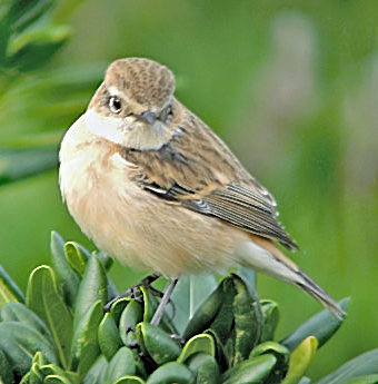 Stonechat