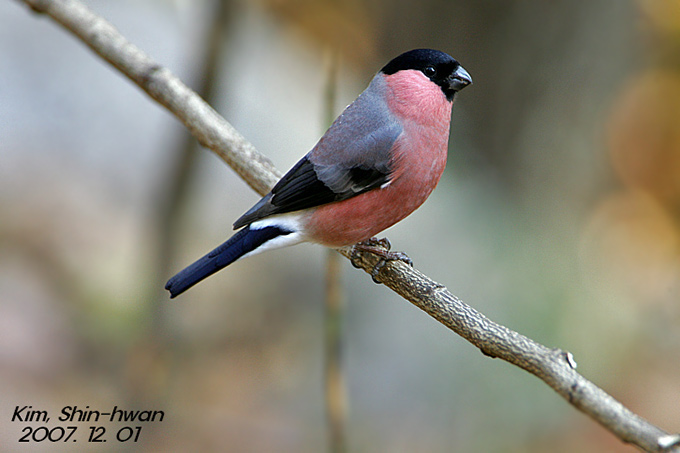 Bullfinch cassinii
