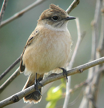 純正オーダー イギリス RSPBピンバッジ ノビタキ Stonechat